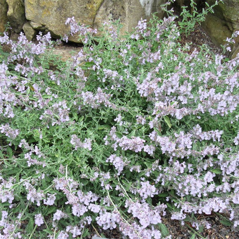 Nepeta racemosa Snowflake - Chataire à fleurs blanches (Flowering)