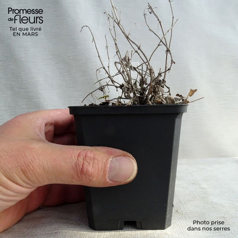 Example of Nepeta racemosa Snowflake - Chataire à fleurs blanches Godet de 8/9 cm as you get in printemps