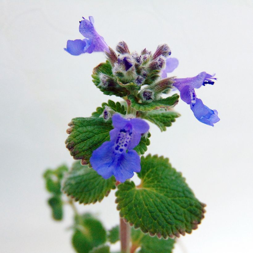 Nepeta racemosa Superba - Chataire (Flowering)