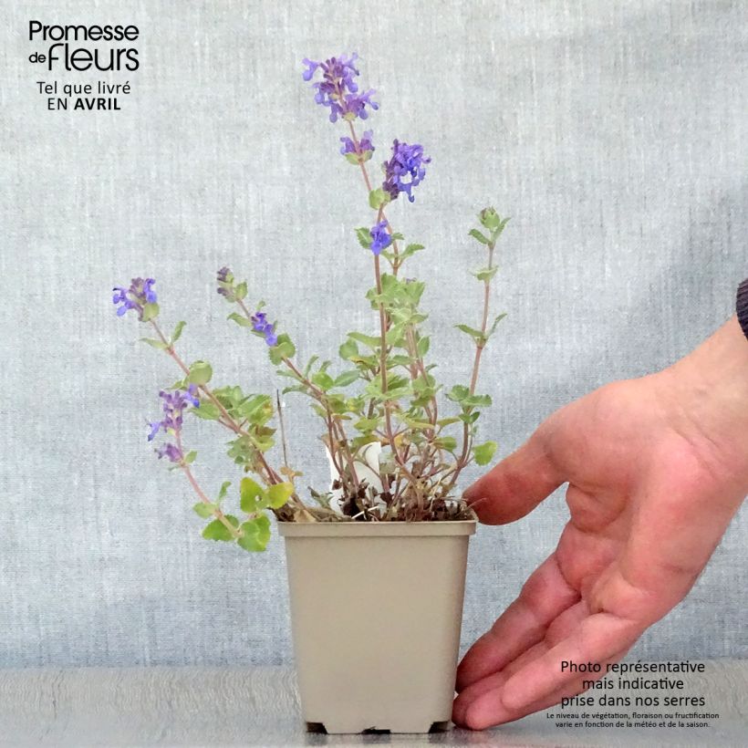 Example of Nepeta racemosa Superba - Chataire Godet de 8/9 cm as you get in printemps