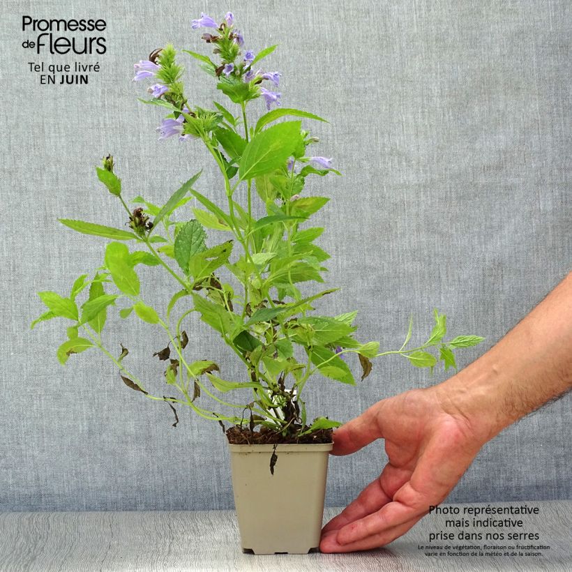 Spécimen de Nepeta subsessilis - Chataire subsessile  Godet de 8/9 cm tel que livré en été