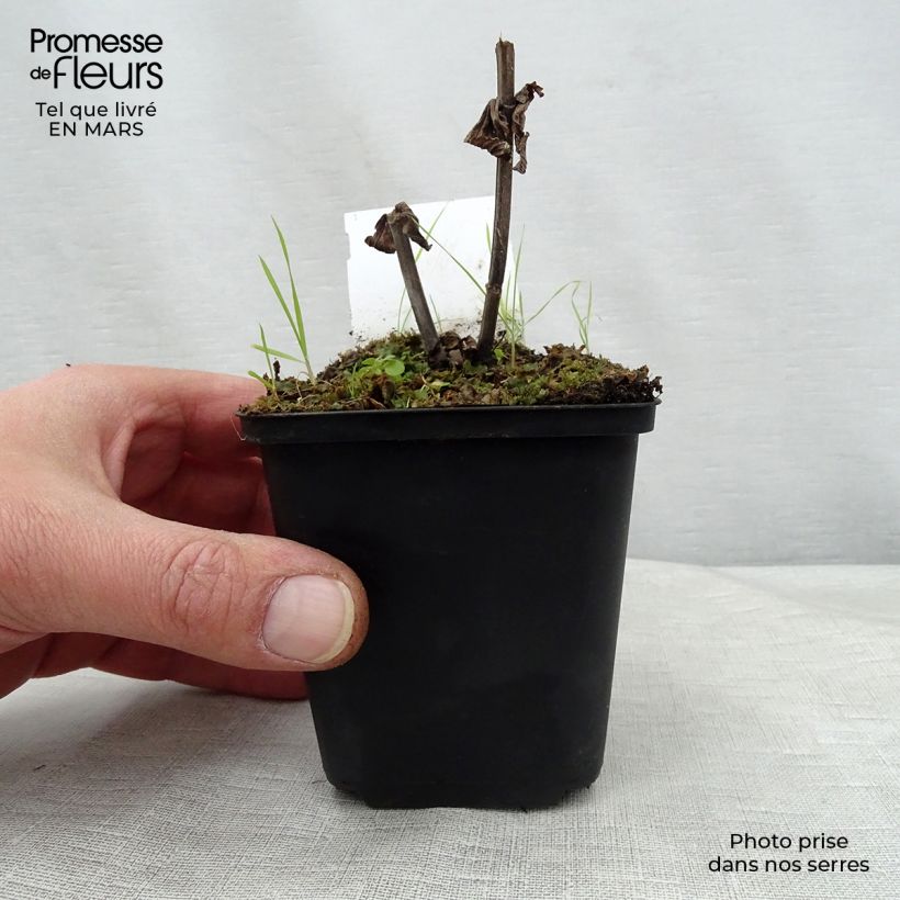 Spécimen de Nepeta subsessilis Laufen - Chataire Godet de 8/9 cm tel que livré au printemps