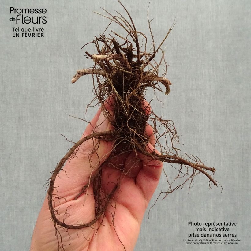 Example of Nepeta x faassenii Dropmore Racines nues, Qualité premium as you get in hiver