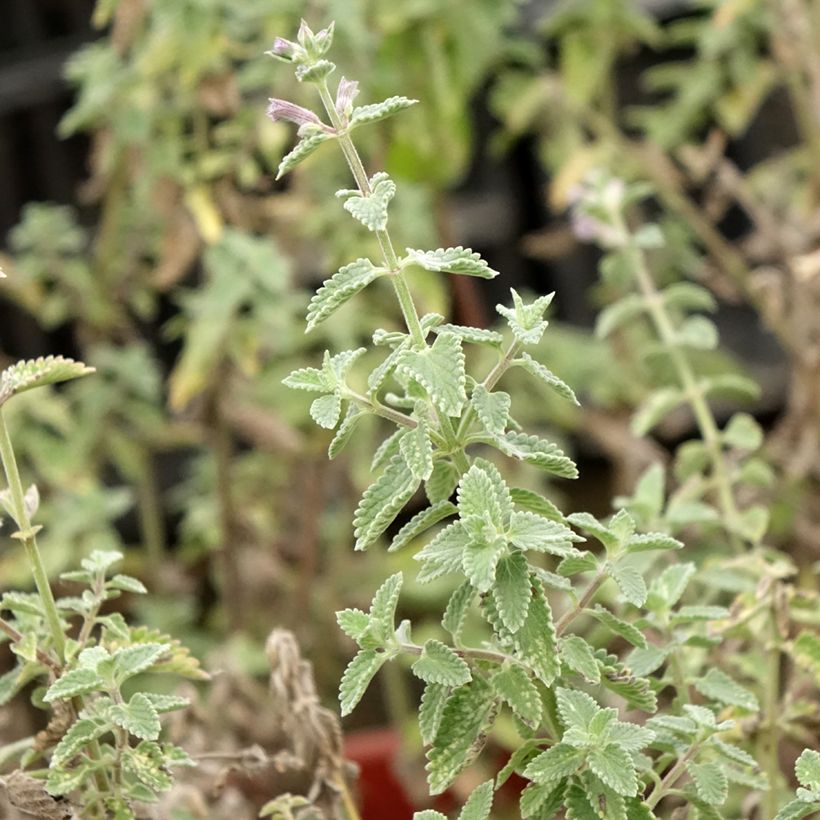 Nepeta x faassenii Dropmore (Foliage)
