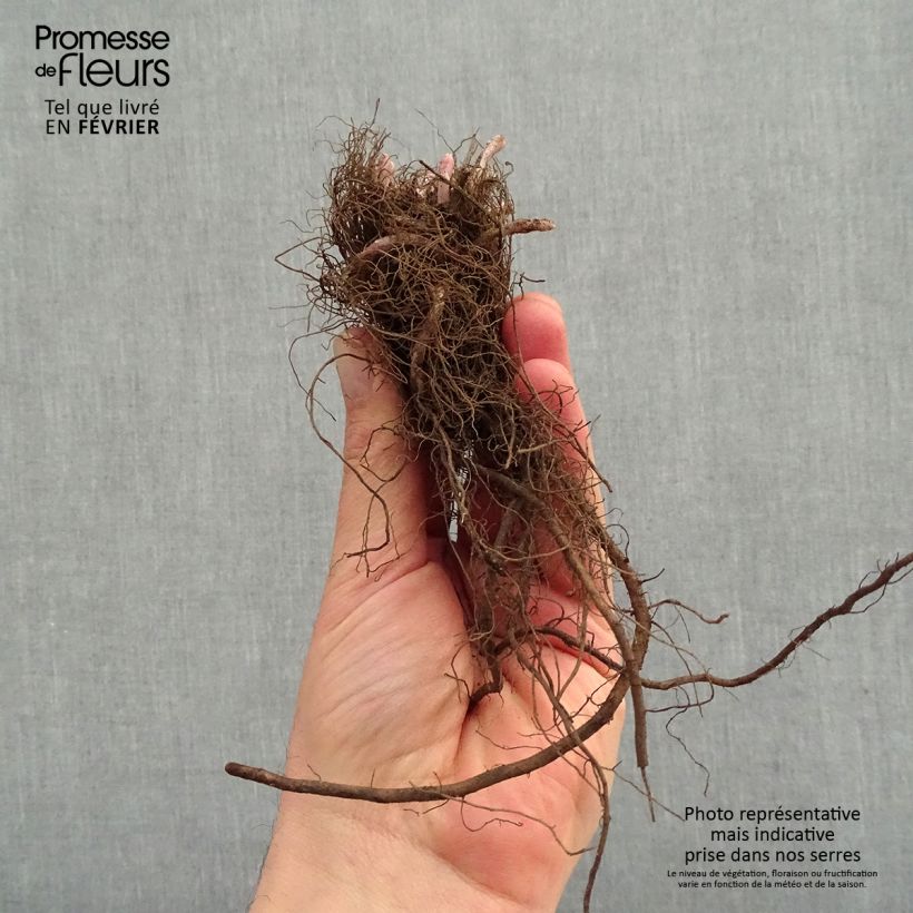 Spécimen de Nepeta x faassenii Junior Walker Racines nues, Qualité premium tel que livré en hiver