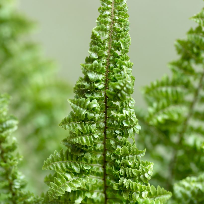 Nephrolepis exaltata Cotton Candy - Fougère de Boston (Foliage)