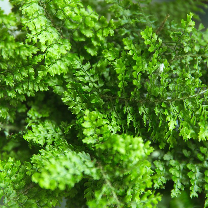 Nephrolepis exaltata Fluffy Ruffle - Fougère de Boston (Foliage)