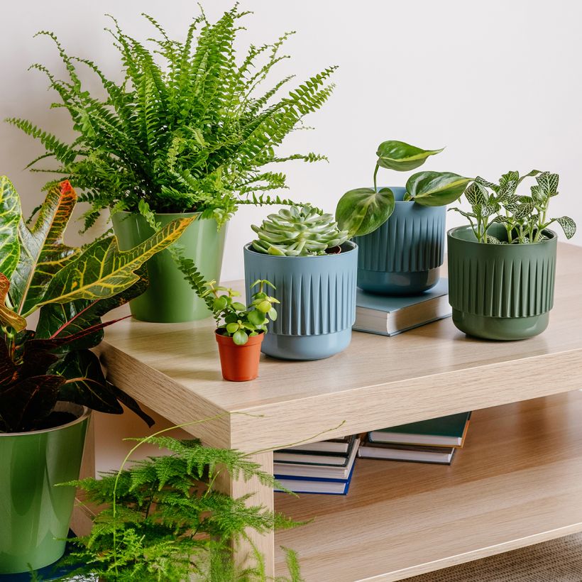 Nephrolepis exaltata Green Fantasy - Fougère de Boston (Port)