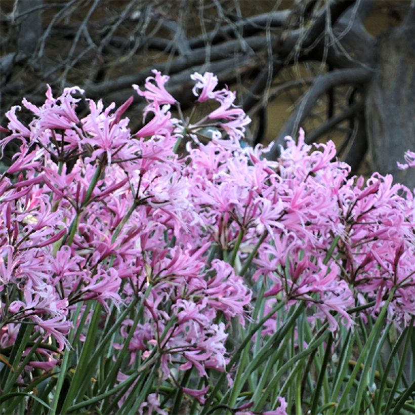 Nerine bowdenii type - Lis de Guernesey (Port)