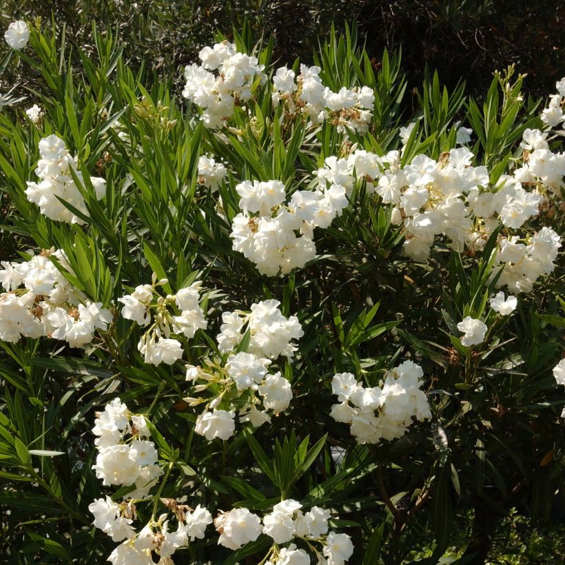 Laurier rose - Nerium oleander Blanc (Plant habit)