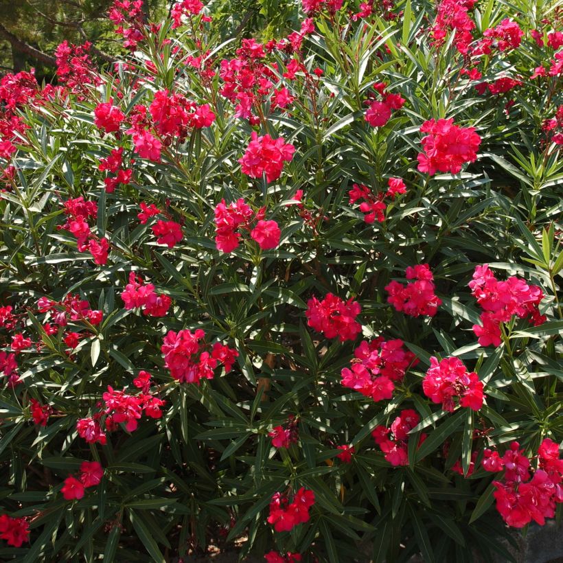 Laurier rose - Nerium oleander Rouge Double (Plant habit)