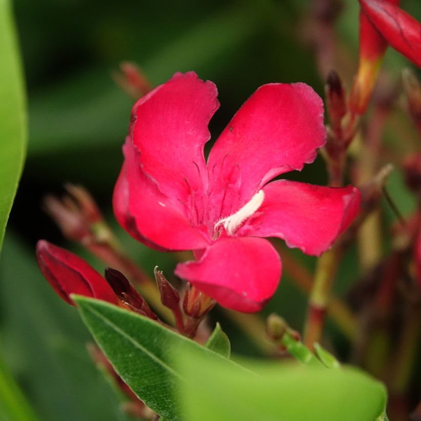 Laurier rose - Nerium oleander Rouge Simple (Floraison)