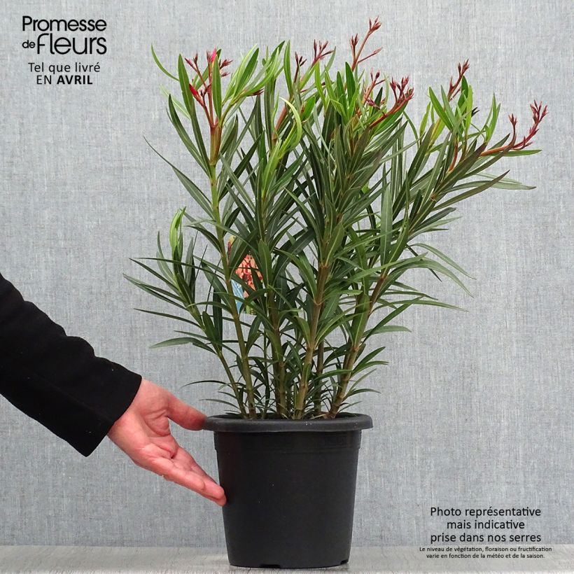 Example of Laurier rose Soleil Levant - Nerium oleander Pot de 3L/4L, Buisson, Touffe as you get in printemps