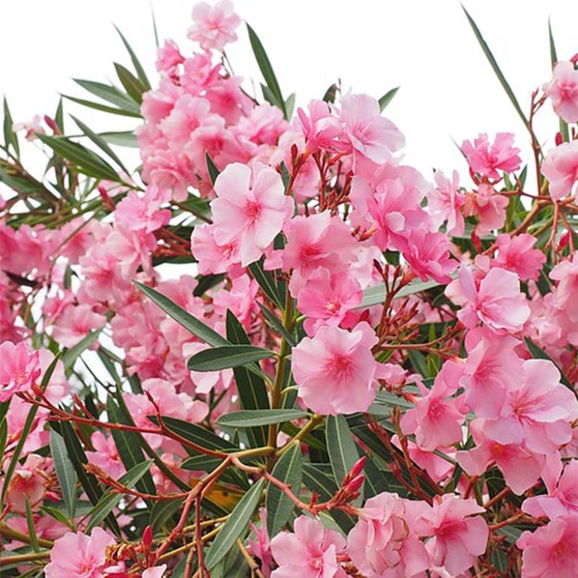 Laurier rose - Nerium oleander Rose (Flowering)