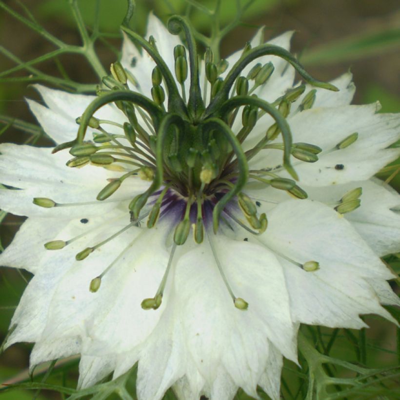 Graines de Nigelle de Damas Miss Jekyll Blanche - Nigella damascena (Flowering)