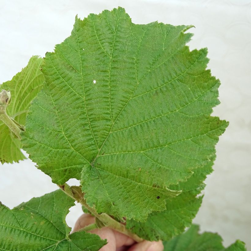 Noisetier Merveille de Bollwiller ou Géant de Halle (Foliage)
