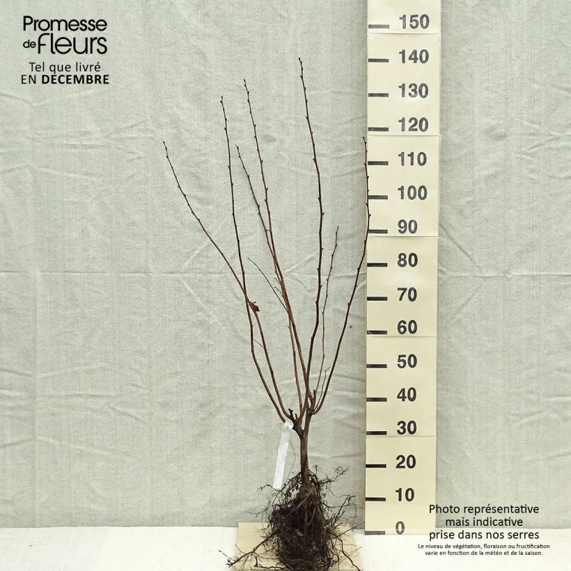 Example of Noisetier Merveille de Bollwiller ou Géant de Halle Racines nues as you get in hiver