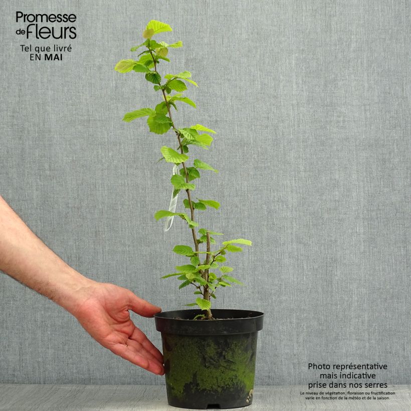 Example of Noisetier commun - Corylus avellana en racines nues Pot de 2L/3L as you get in printemps