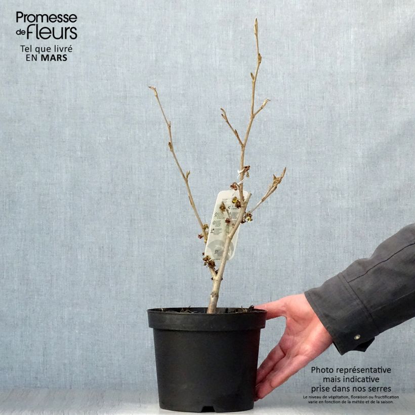 Example of Hamamelis (x) intermedia Westerstede - Noisetier de sorcière Pot de 3L/4L as you get in printemps