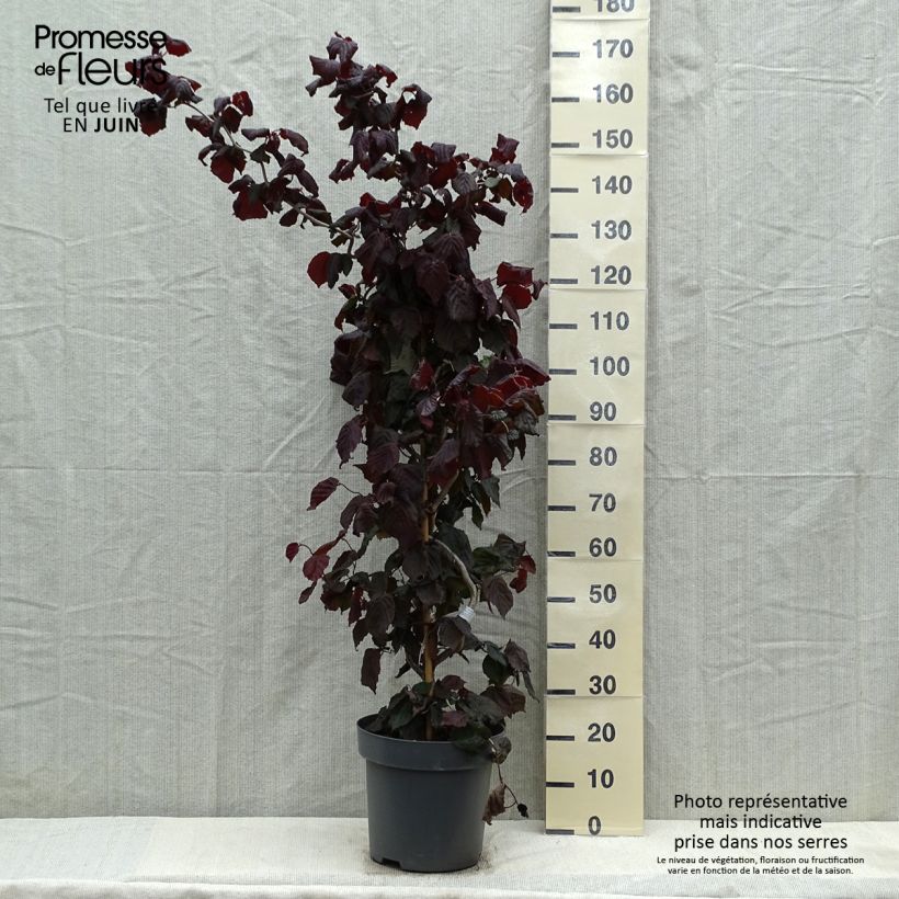 Example of Noisetier tortueux pourpre - Corylus avellana Red Majestic Pot de 12L/15L as you get in printemps