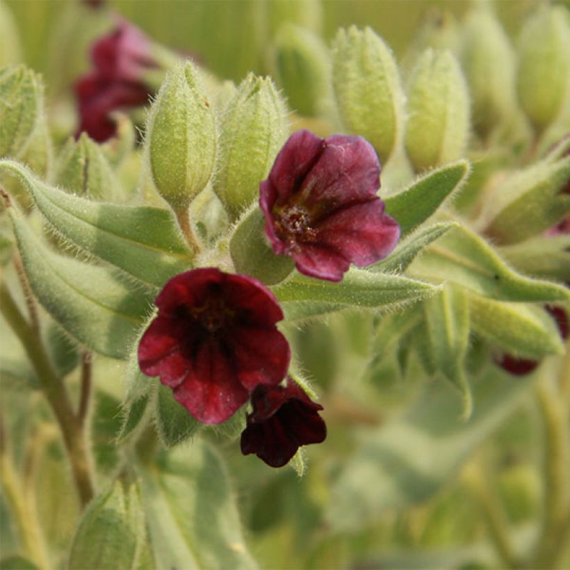 Nonea pulla (Floraison)