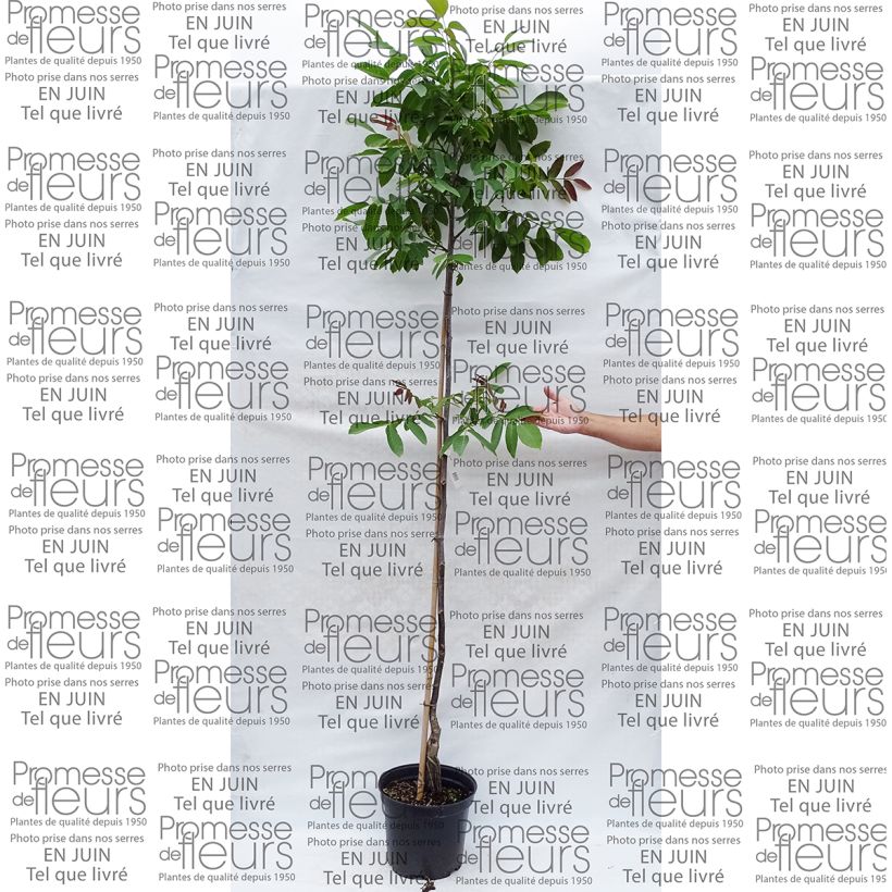 Exemple de spécimen de Noyer Parisienne - Noix de Grenoble Pot de 7,5L/10L, Baliveau tel que livré