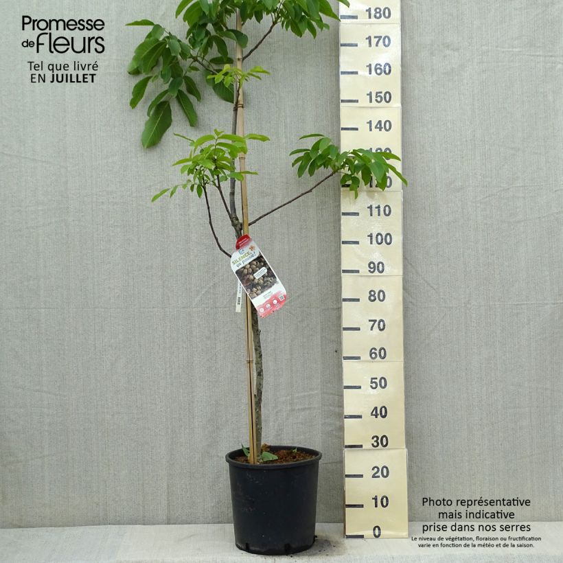 Spécimen de Noyer commun Corne - Corne du Périgord Pot de 18L/20L, Baliveau tel que livré en été