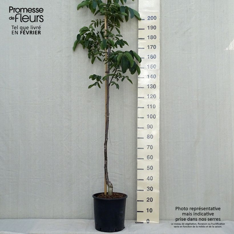 Spécimen de Noyer commun Weinsberg 1 - Juglans regia  Pot de 18L/20L, Baliveau tel que livré en automne