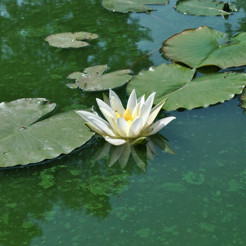 Nymphaea Alba Delicata - Nénuphar blanc rustique (Floraison)