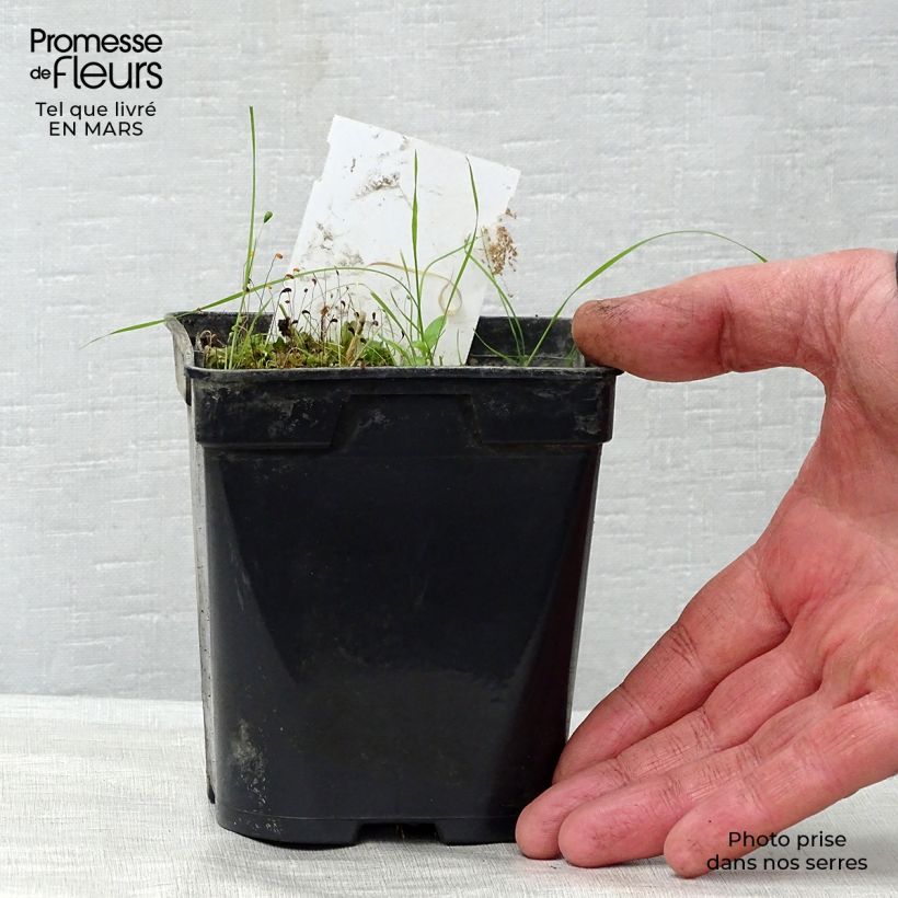 Example of Nymphaea Aurora - Nénuphar orange Godet de 8/9 cm as you get in printemps