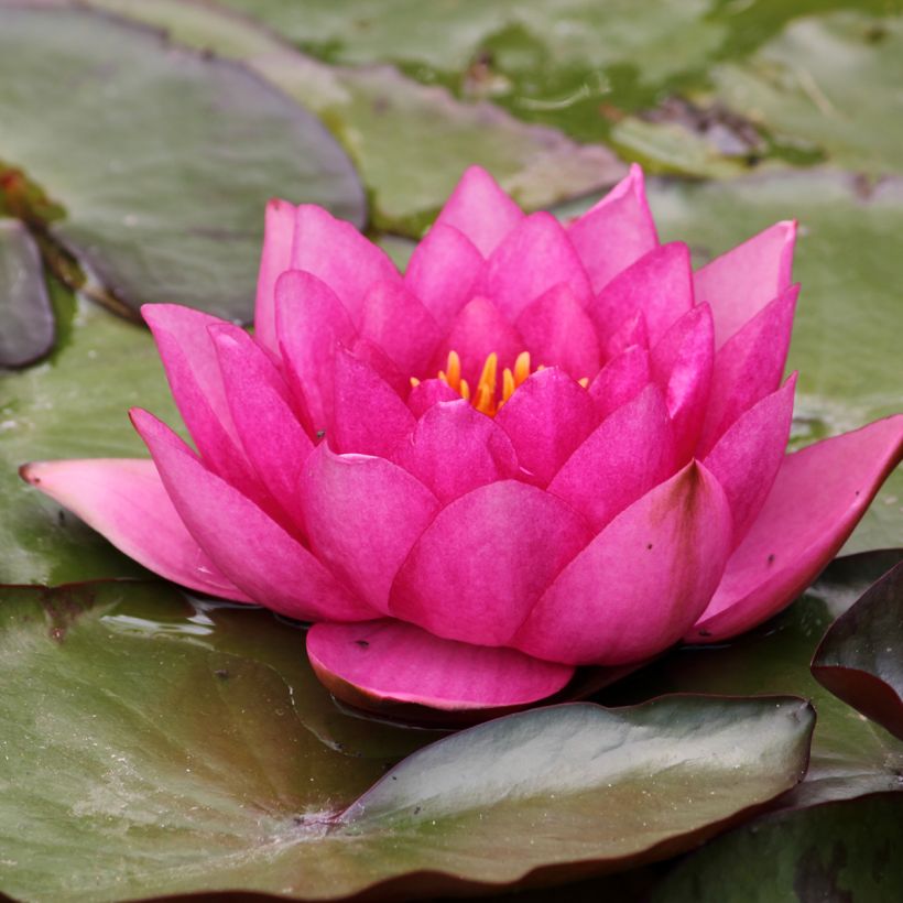 Nymphaea Eros - Nénuphar rustique rose soutenu (Floraison)