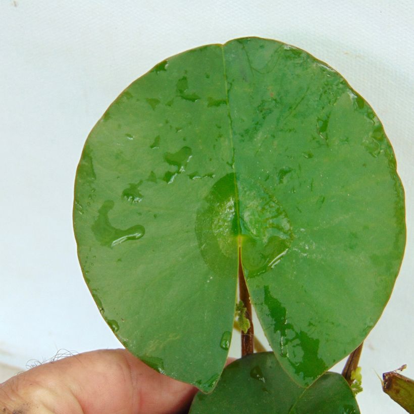 Nymphaea Fabiola - Nénuphar rose (Foliage)
