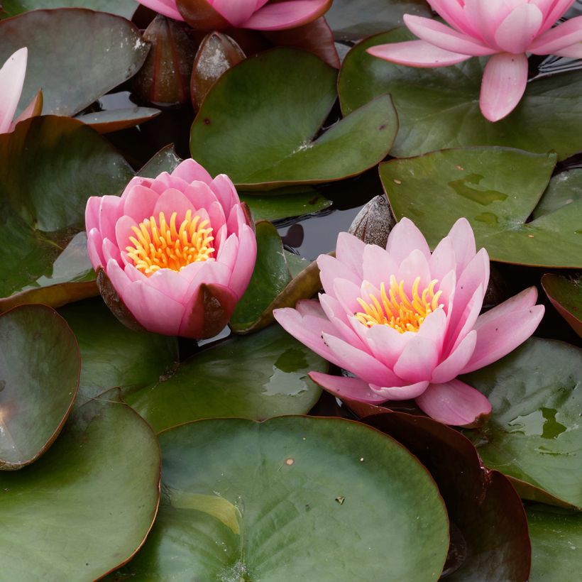 Nymphaea Fabiola - Nénuphar rose (Floraison)