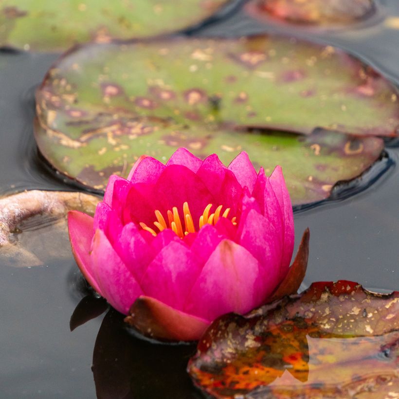 Nymphaea Fire Opal - Nénuphar rustique (Floraison)