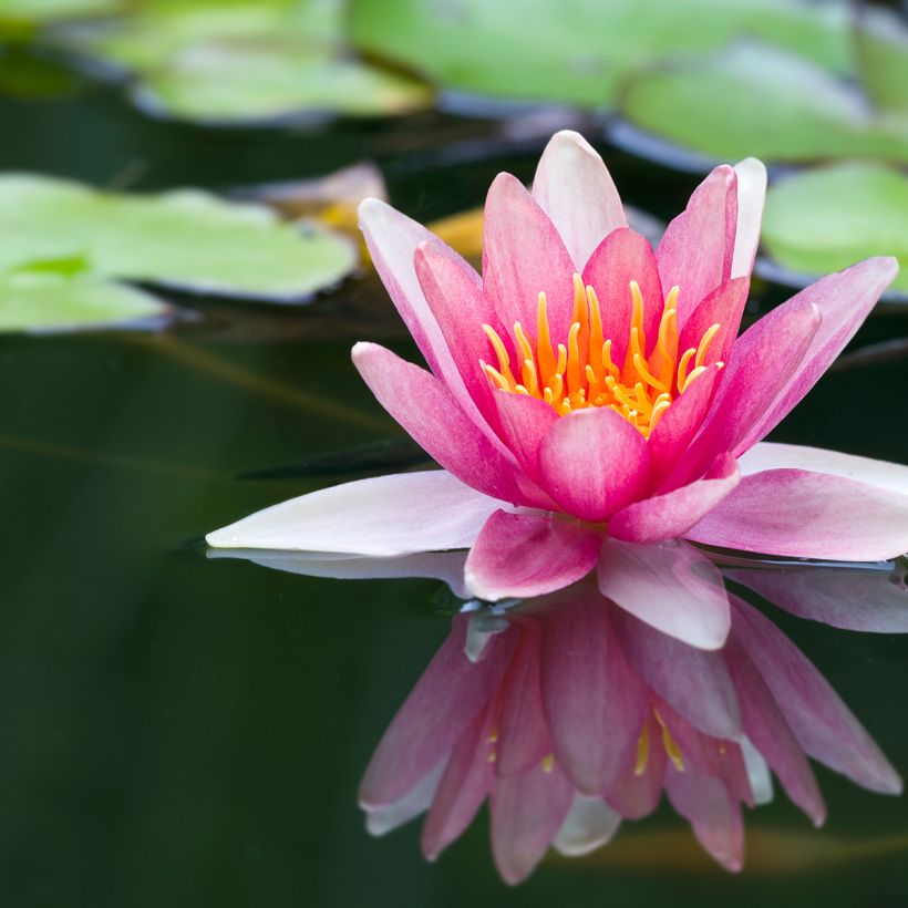 Nymphaea Jean de la Marsalle - Nénuphar rustique rouge rose (Floraison)