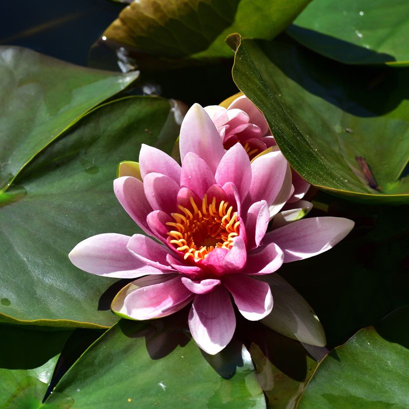 Nymphaea Madame Wilfron Gonnère - Nénuphar rustique (Floraison)