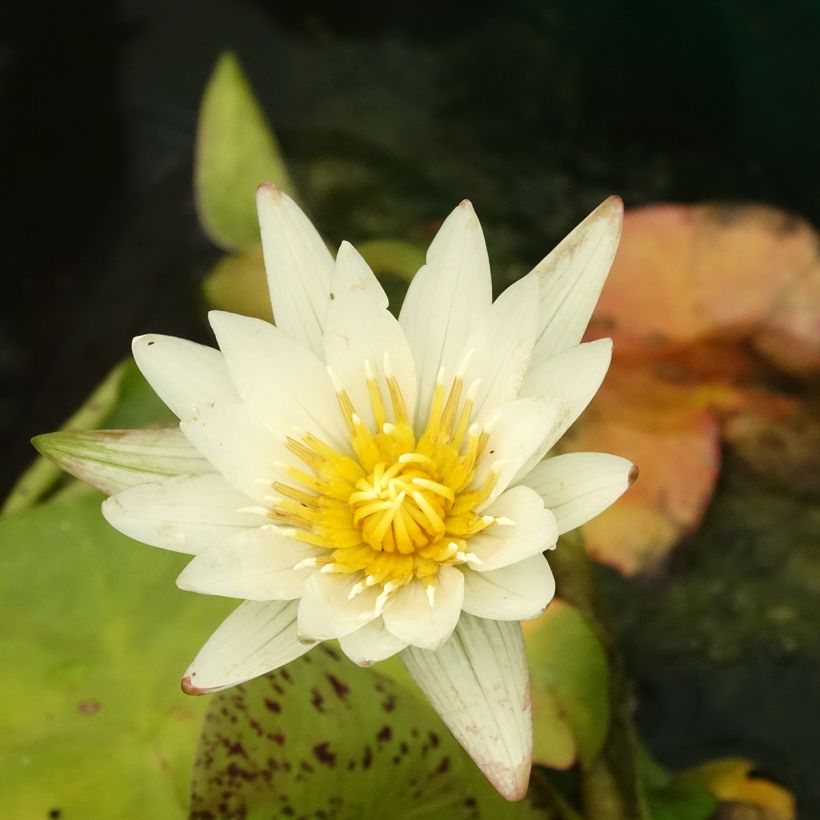 Nymphaea Marian Strawn - Nénuphar tropical blanc (Floraison)