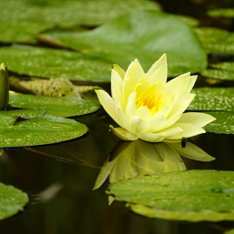 Nymphaea Marliacea Chromatella - Nénuphar rustique jaune (Floraison)