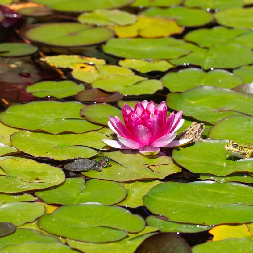 Nymphaea Pygmaea Rubra - Nénuphar nain rustique rouge (Floraison)