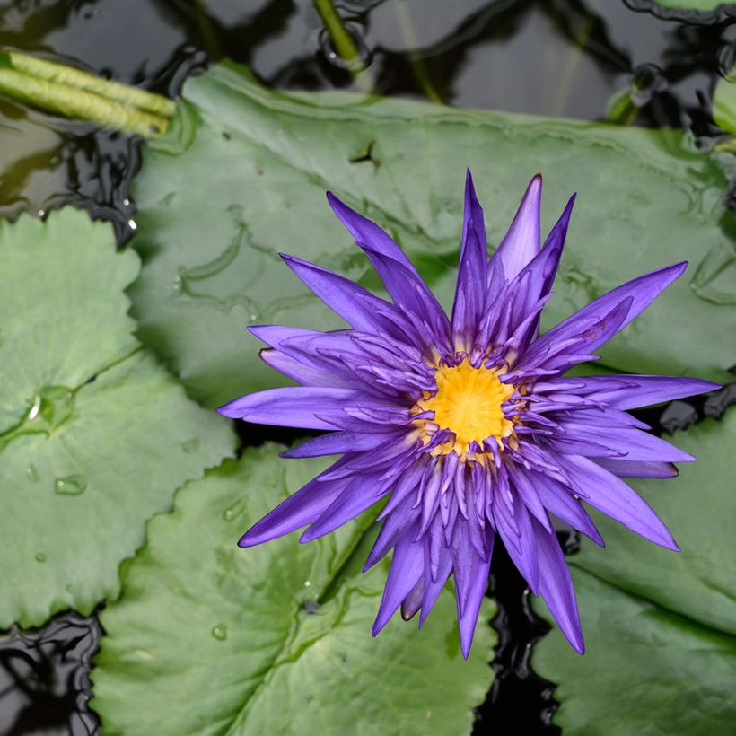 Nymphaea Tina - Nénuphar tropical (Flowering)