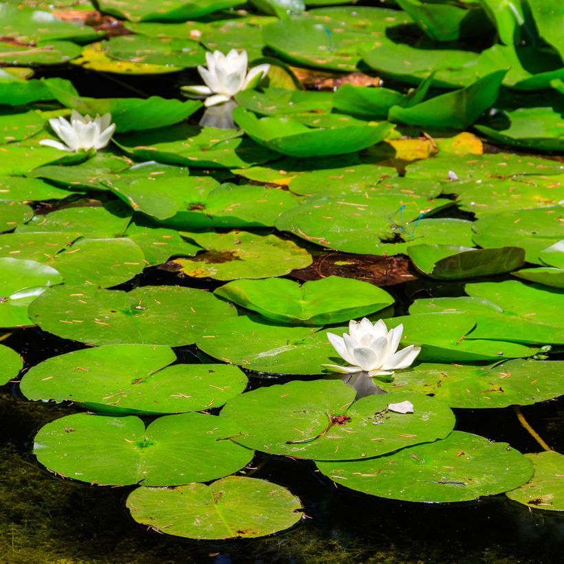 Nymphaea White Sultan - Nénuphar rustique blanc (Port)