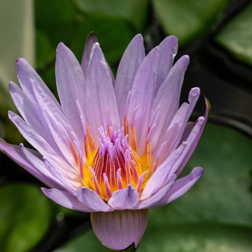 Nymphaea colorata - Nenuphar bleu tropical (Floraison)
