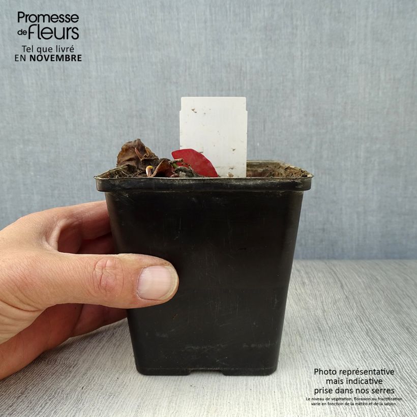 Spécimen de Nymphaea tetragona - Nénuphar nain blanc Pot de 1L/1,5L tel que livré en automne