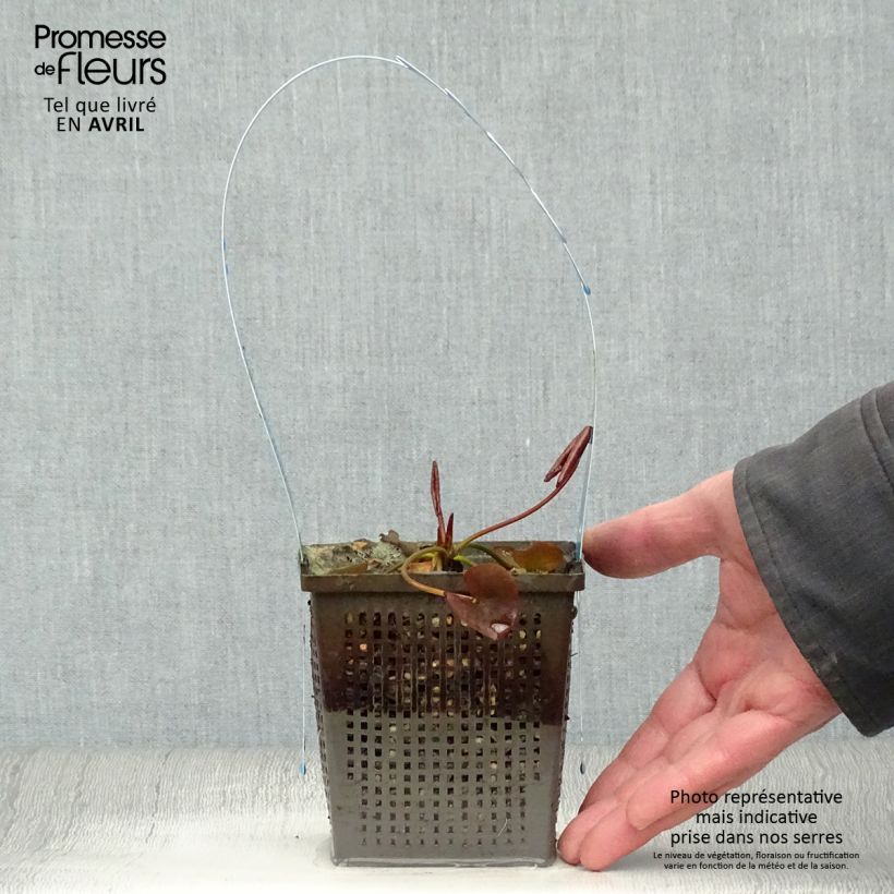 Example of Nymphaea tetragona - Nénuphar nain blanc Pot de 1L/1,5L as you get in printemps