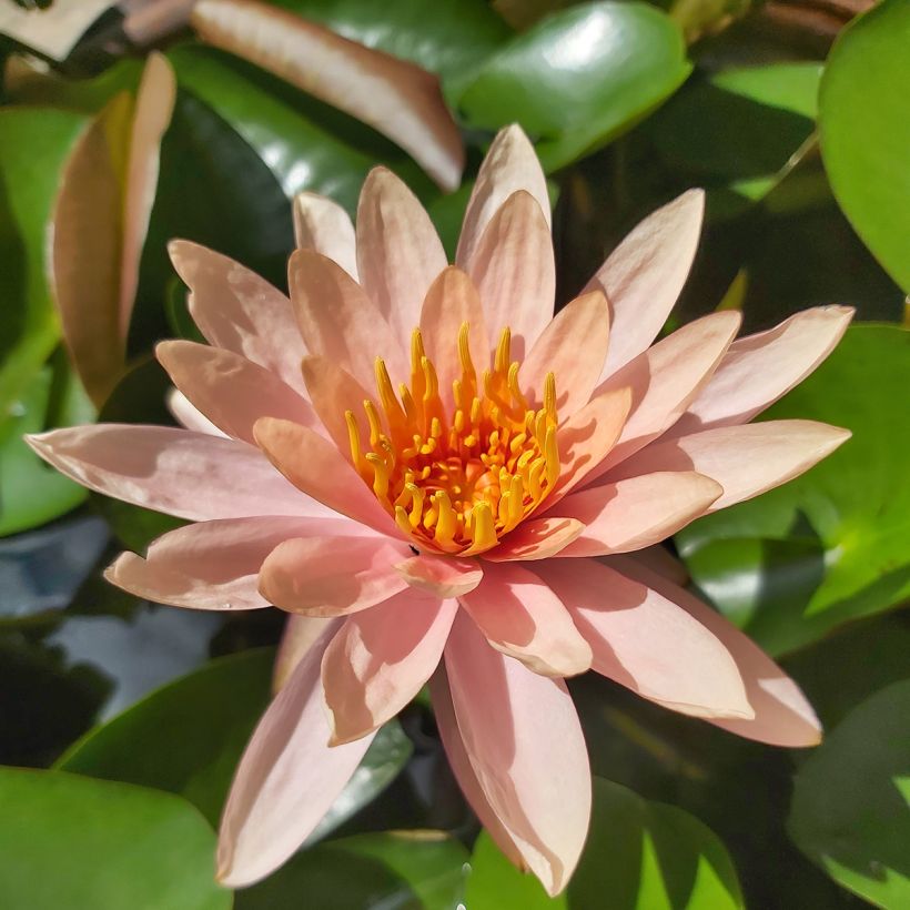Nymphaea Colorado - Nénuphar rustique rose saumon (Floraison)