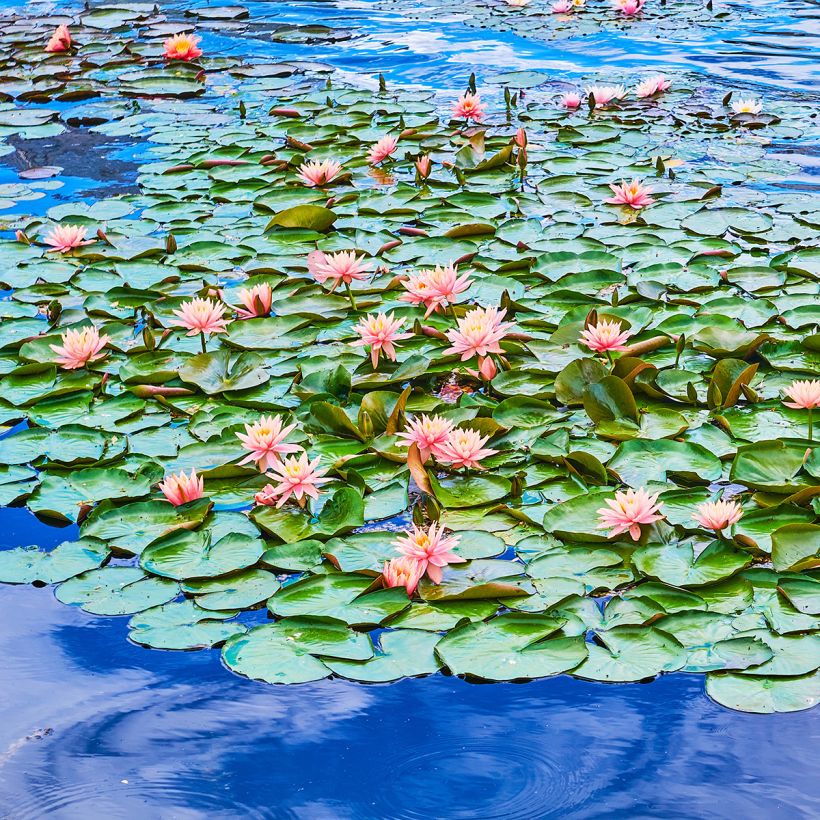 Nymphaea Colorado - Nénuphar rustique rose saumon (Port)