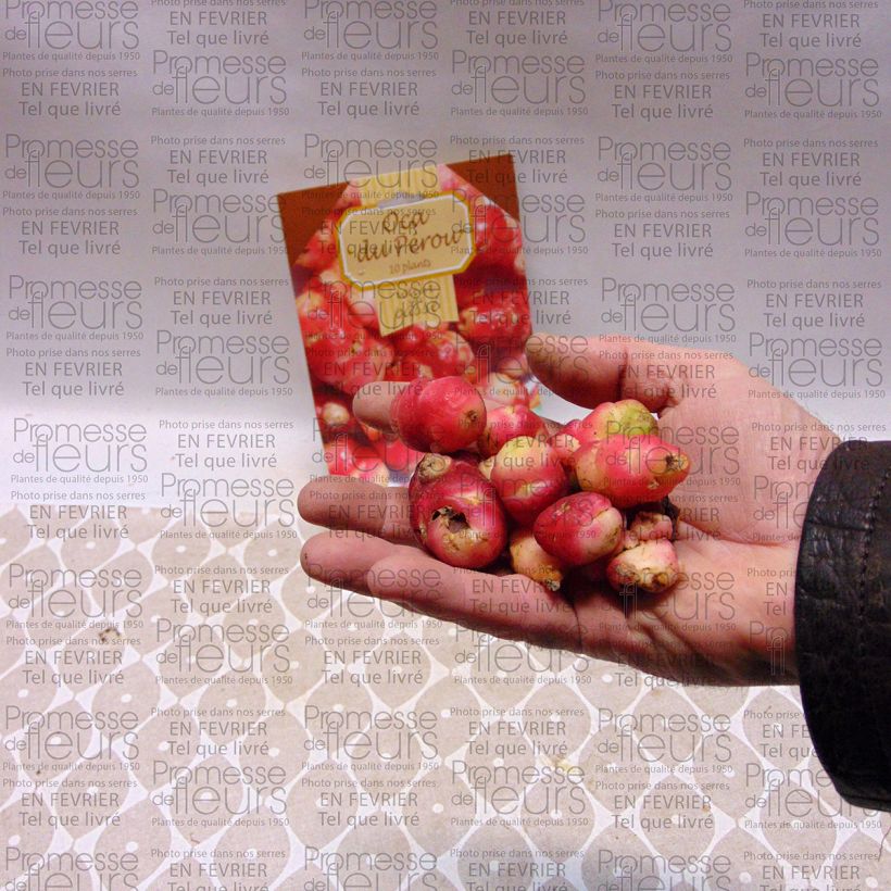 Example of Oca du Pérou - truffette acide Pièce, 5 plants as you get