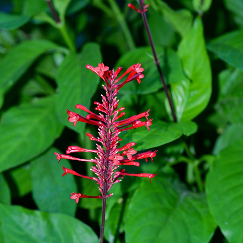 Odontonema strictum (Floraison)