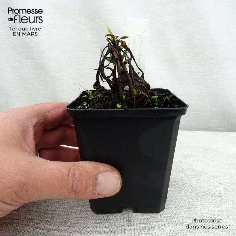 Example of Oeil de Christ Dr Otto Petschek - Aster amellus Dr Otto Petschek Godet de 8/9 cm as you get in printemps