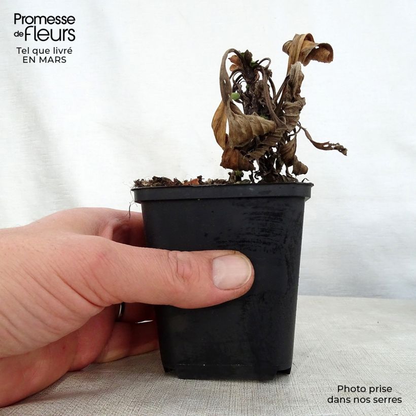 Example of Oeil de Christ Grunder - Aster amellus Grunder Godet de 8/9 cm as you get in printemps